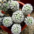 Mammillaria vetula ssp gracilis~明香姬