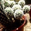 Mammillaria vetula ssp gracilis~明香姬