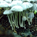 摺紋鬼傘(Coprinus plicatilis)