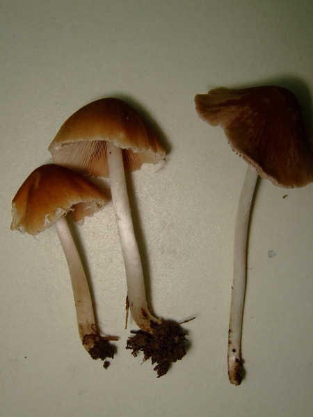 Psathyrella candolleana黃蓋小脆柄菇?