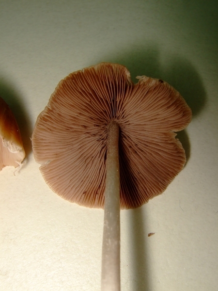 Psathyrella candolleana黃蓋小脆柄菇?