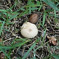 Lycoperdon hiemale冬季馬勃