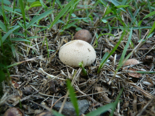 Lycoperdon hiemale冬季馬勃