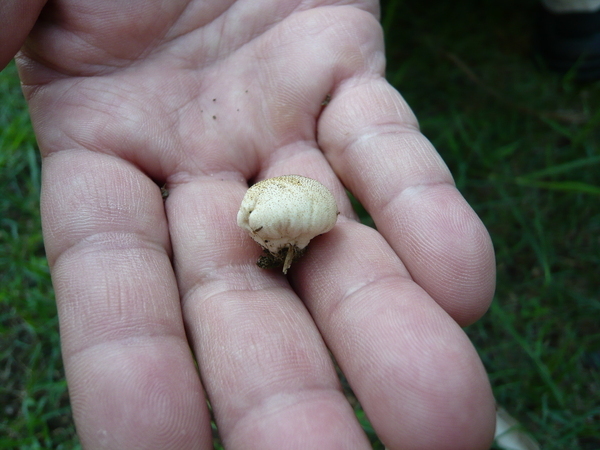 Lycoperdon hiemale冬季馬勃