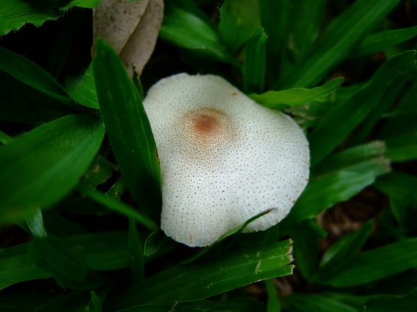 Leucocoprinus ??