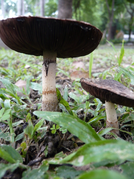 20080606 可能是Agaricus屬