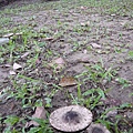 20080606 可能是Agaricus屬