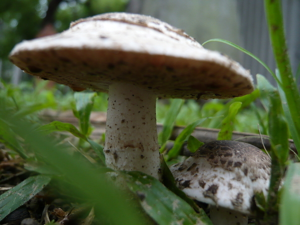 20080606 可能是Agaricus屬