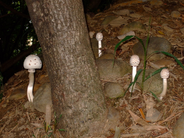 Chlorophyllum molybdites綠褶菇