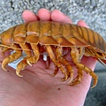 Bathynomus giganteus 大王具足蟲(?)