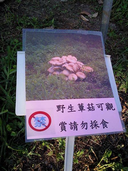 巨大口蘑(Tricholoma giganteum) /金福菇