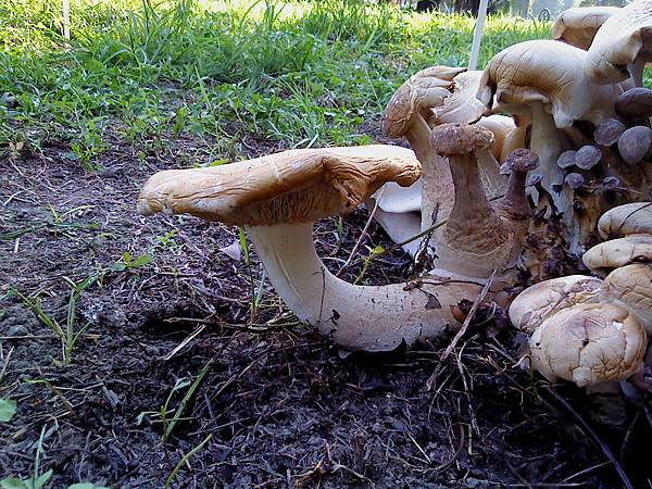 巨大口蘑(Tricholoma giganteum) /金福菇