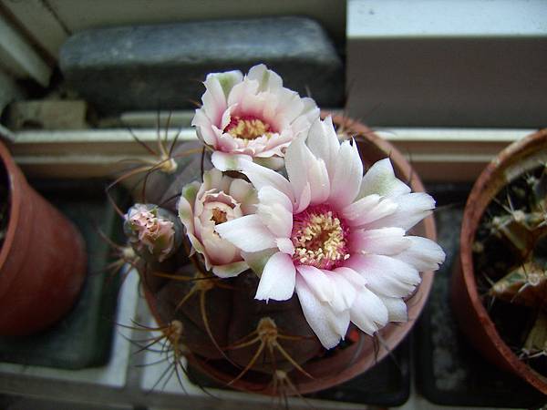 天紫丸(Gymnocalycium pflanzii v. albipulpa)