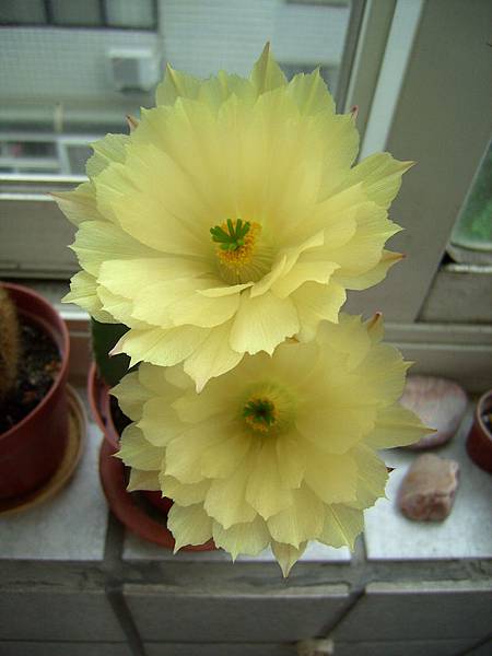 Echinocereus luteus 大佛殿