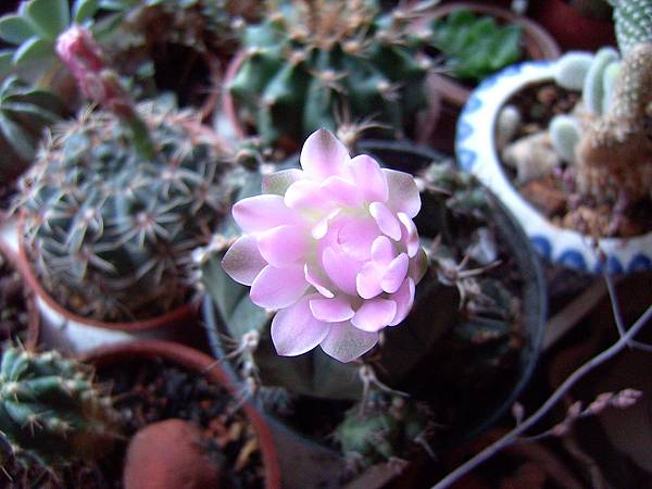 Gymnocalycium屬~麗蛇丸X翠晃冠(?)