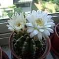 翠晃冠(Gymnocalycium anisitsii)