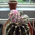 牡丹玉(Gymnocalycium friedrichii)雜交