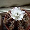 麗蛇丸(Gymnocalycium  damsii)白花