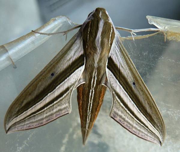 雙線條紋天蛾/芋雙線天蛾