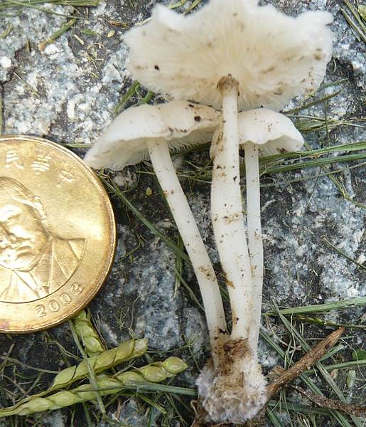 20070824_中興湖_筆筒樹裡2