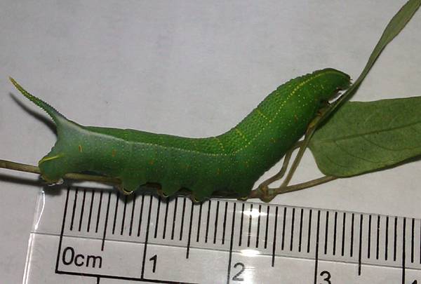 彎帶長喙天蛾Macroglossum Sitiene