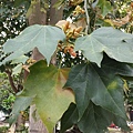 星花酒瓶樹(學名: Brachychiton discolor)