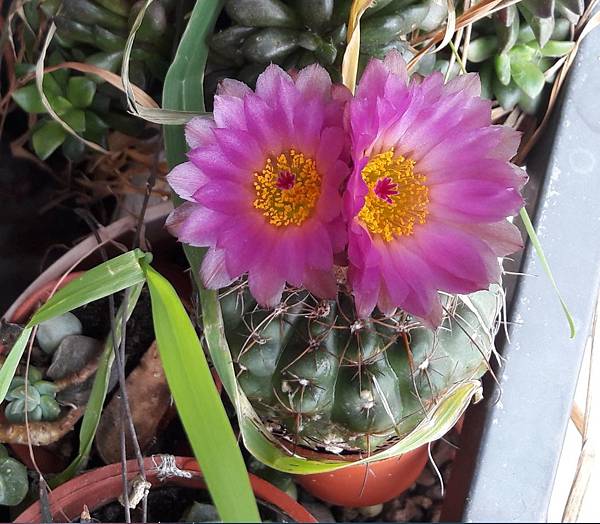 Notocactus ubelmannianus 芍藥丸