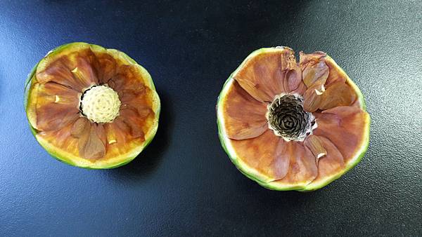 20180629_菲律賓貝殼杉(解體ing)