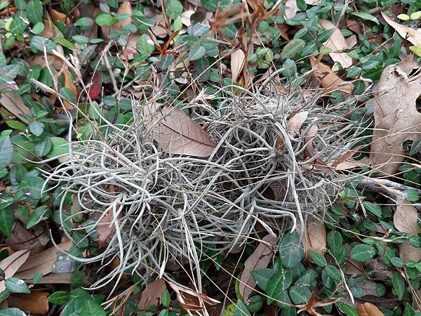 20200302 Tillandsia Recurvata Houston TX US