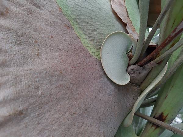 20200228_165527媽媽的鹿角蕨