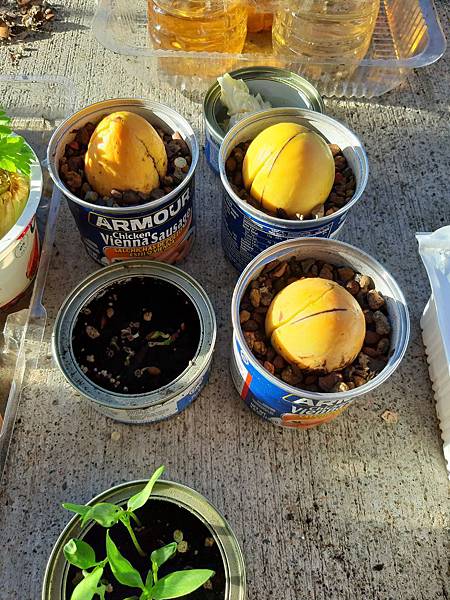 20200430_183848酪梨