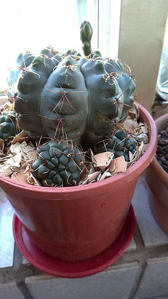 2020 0619我的緋花玉