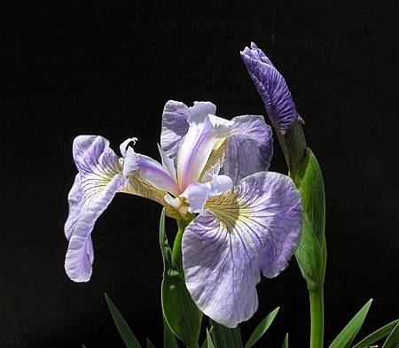 Iris-hookeri-5.jpg