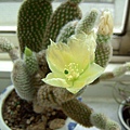 白烏帽子(Opuntia microdasys var. albispina) 開花