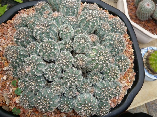 20080803 福祥植物園 Gymnocalycium bruchii~羅星丸