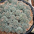 20080803 福祥植物園 Gymnocalycium bruchii~羅星丸