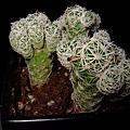 銀手指Mammillaria gracilis var. fragilis