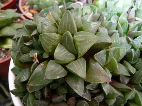 20080803_福祥植物園 Haworthia retusa(?)