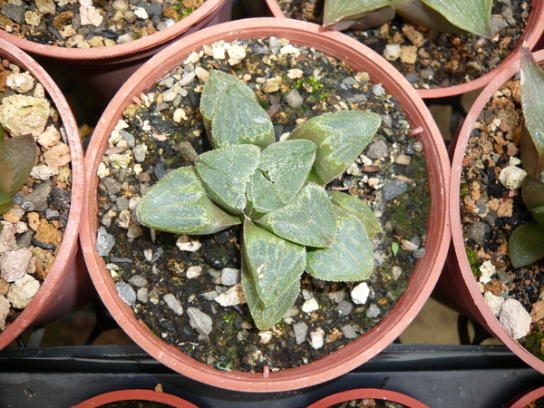 20080803_福祥植物園 有點像銀雷Haworthia pygmaea