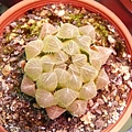 20080803_福祥植物園 Haworthia cooperi var. pilifera~玉露