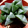 Haworthia retusa~壽