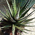 Haworthia fasciata~十二之卷