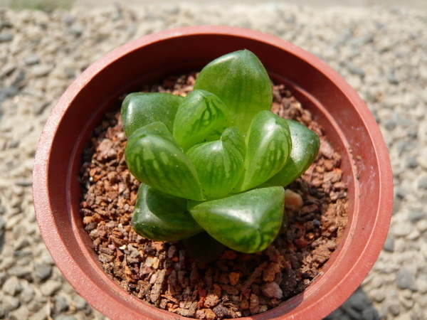 Haworthia cymbiformis v. transiens~水晶殿