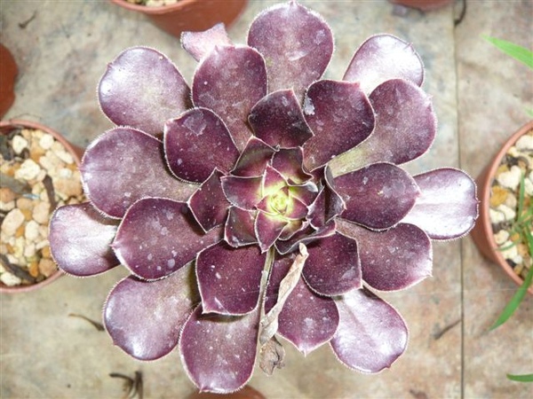 Aeonium arboreum ~黑法師