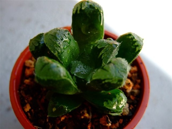 萬輪 haworthia mutica hyb.