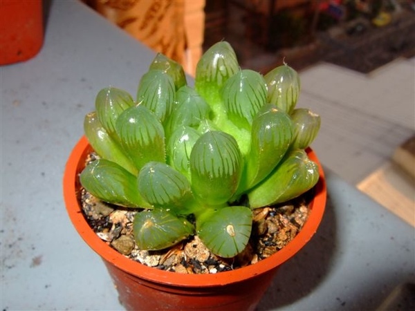 Haworthia cooperi var. pilifera~玉露