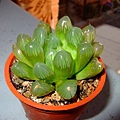 Haworthia cooperi var. pilifera~玉露