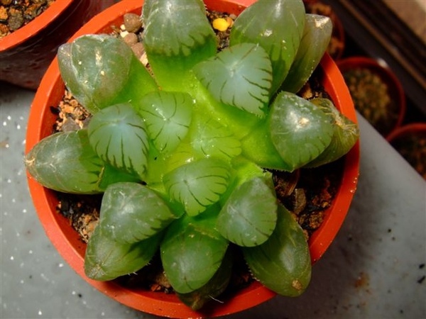 Haworthia cooperi var. pilifera~玉露