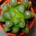 Haworthia cooperi var. pilifera~玉露