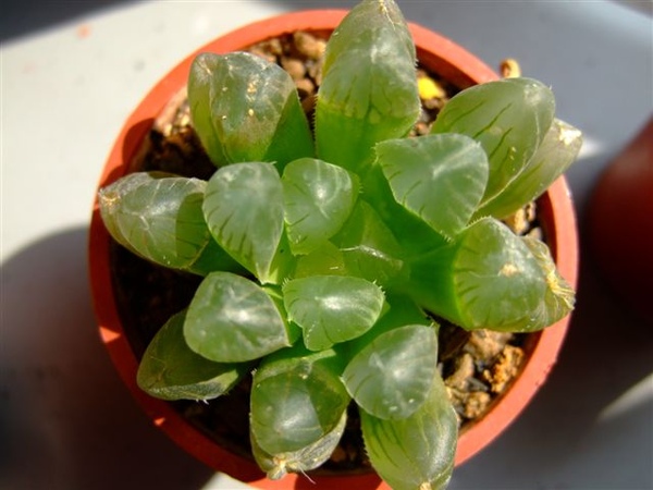 Haworthia cooperi var. pilifera~玉露